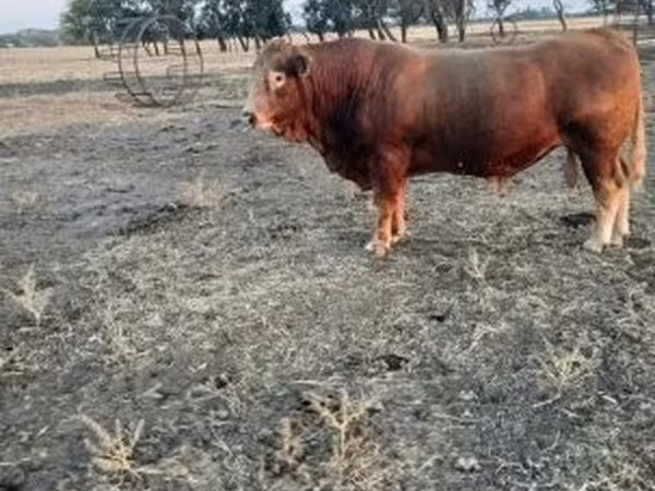 Taureau, Vache limousine — Hongrie