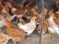 Chickens — photo 1