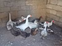 Geese — Foto 1