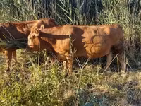 गाय, लिमोज़िन गाय — फ़ोटो 4