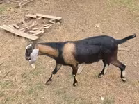 公山羊, Nubian Goat — 照片 5