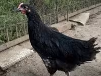 澳洲黑 — 照片 2