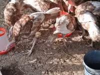 Turkeys — foto 3