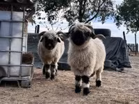 Juh, Valais Blacknose sheep — 1. fotó