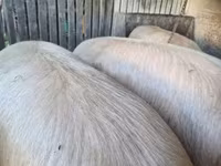 公猪, Pigs — 照片 1
