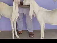 बकरी, Gulabi goats — फ़ोटो 4