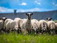 Kos, Romanov sheep — 3. fotó