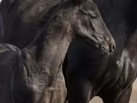 حصان, Trakehner — الصورة 4