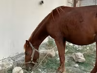 Hing, Karabakh horse — 4. fotó