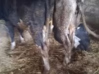 Bika, Russian Black pied cattle — 3. fotó