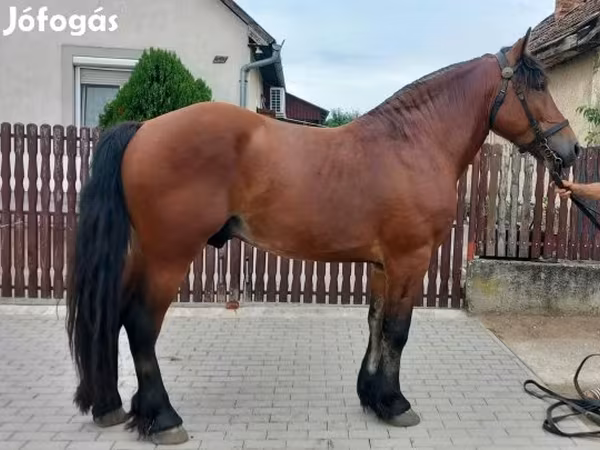 Hengst, Pferde — Ungarn
