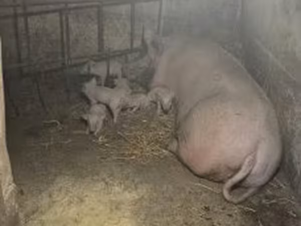 Sow,  — Hungary