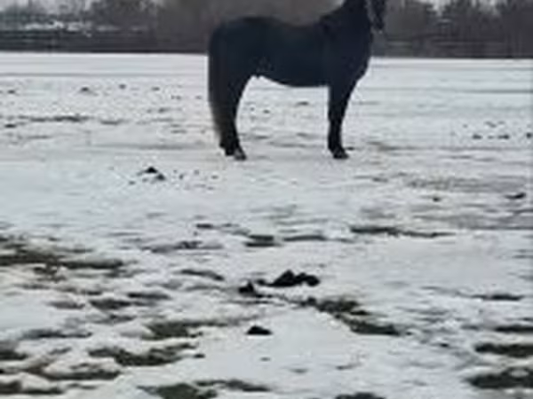 At, Lipizzaner