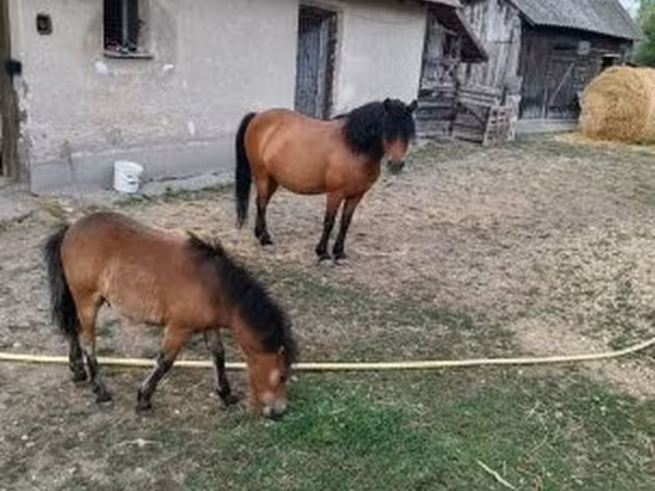 Kanca, Lovak — Magyarország