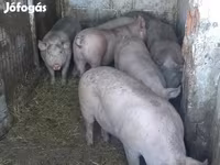 Süldőanya, Sertések — 1. fotó