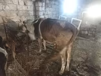 Tehén, Simmental cattle — 2. fotó