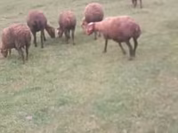 Brebis, Moutons — photo 3