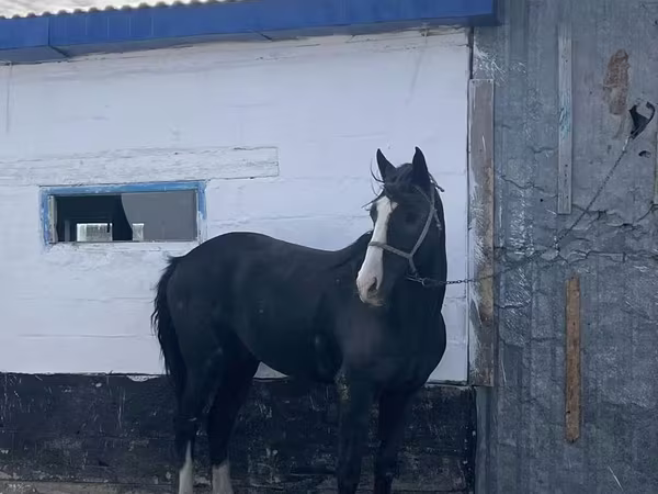 Cavalo, Kazakh horse