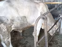 ثور, Swiss cattle — الصورة 5