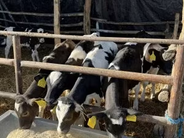 Bika, Russian Black pied cattle — Magyarország
