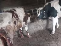 Bika, Russian Black pied cattle — 3. fotó