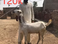 Kecskék (tétel, nem megadva), Najdi goat — 4. fotó