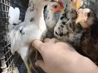Chickens — الصورة 5