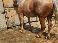 Madyan, Atlar — foto 7