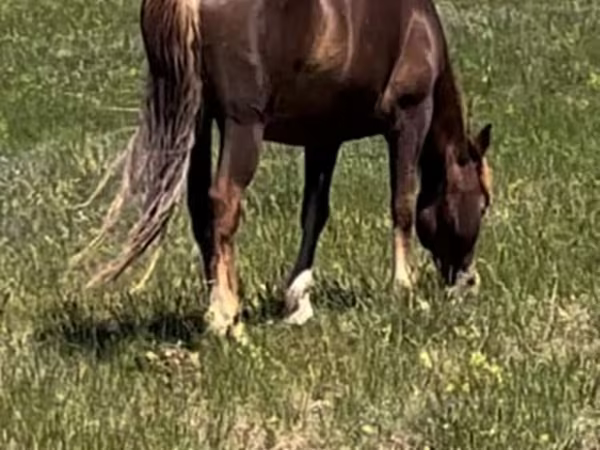 Klisna, Kazakh horse