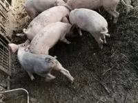 Pigs (batch, sex not specified), Pigs — photo 2