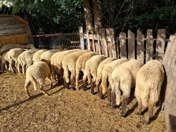 绵羊（批次，未指定性别）, Sheep