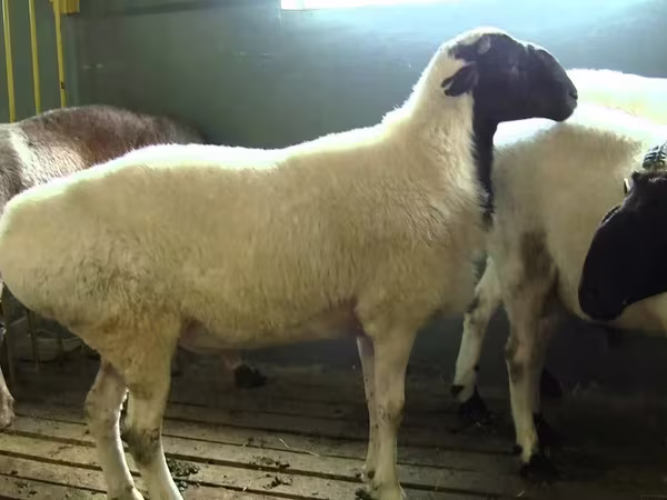 Kos, Suffolk sheep