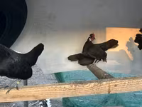 Chickens — फ़ोटो 2