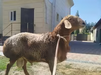 كبش, Rhon sheep — الصورة 2