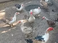 Ducks — zdjęcie 3