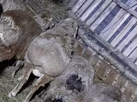 Қошқар, Arashan sheep — 4-сурет