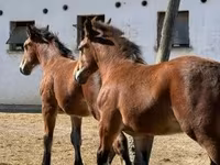 公马, Horses — 照片 2