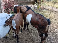 Теке, Nubian Goat — 4-сурет