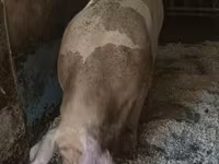 Locha, Świnie — zdjęcie 5