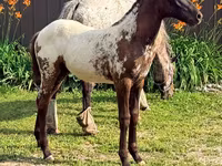 Бие, Appaloosa — 1-сурет