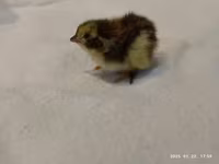 Quails — foto 1