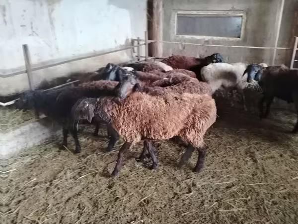 公羊, Sheep