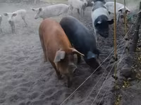 Säue, Schweine — Foto 2