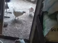 Chickens — zdjęcie 1