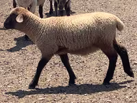 Bélier, Hampshire sheep — photo 6