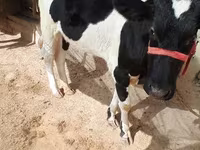 Kuh, Russian Black pied cattle — Foto 1
