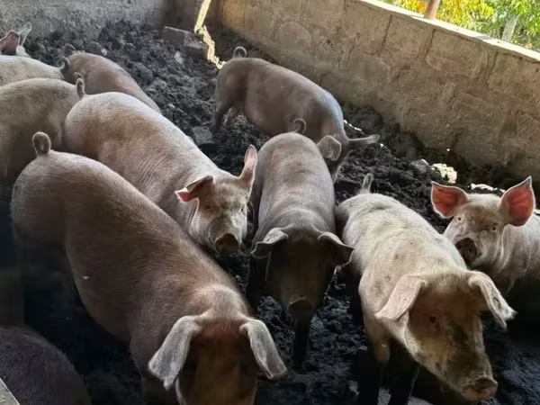 Sow, Pigs