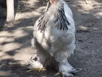 Chickens — zdjęcie 6