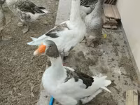 灰色和灰斑丹麦鹅 — 照片 1