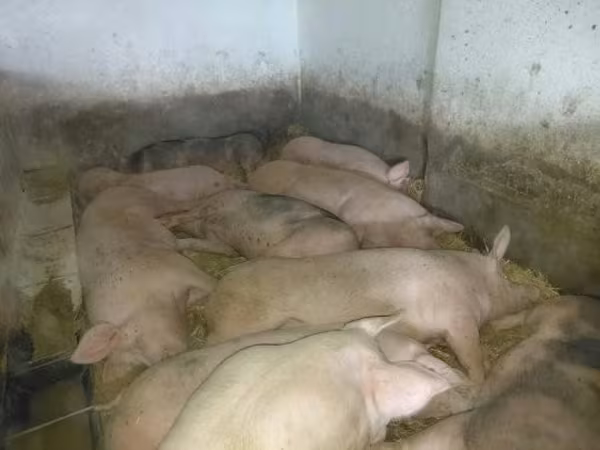 猪（批次，未指定性别）, Pigs